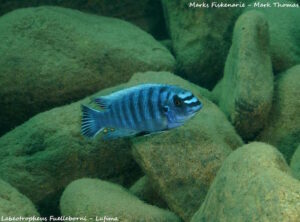 Labeotropheus fuelleborni 'Lifuma'